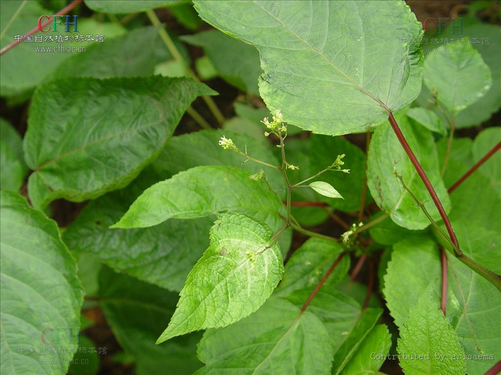 http://m.omega3-ala.com/pics/default/download/08d6c7a66737f0081cba7e5d2e264399.jpg
