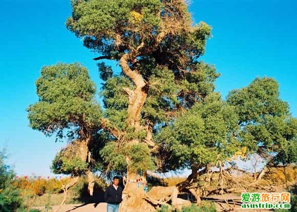 http://m.omega3-ala.com/pics/default/download/13e9f74fa5f7dac0fe0635f5ad29a887.jpg