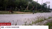 唐偉敏訓犬學員的馬犬阿黃—7個月大生活中超聽話