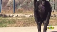 朝鮮動(dòng)物園內(nèi)大猩猩每天一包煙 自點(diǎn)自抽人模人樣[高清版]