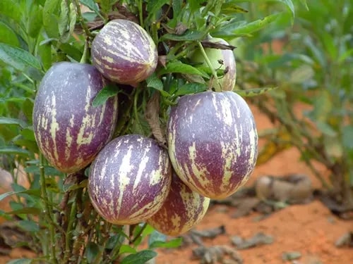 http://m.omega3-ala.com/pics/default/download/1ab002630144d1ad6307ae459d323e28.jpg