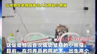 人民日?qǐng)?bào)圖說我們的價(jià)值觀 云南野生動(dòng)物園首次人工育幼小熊貓