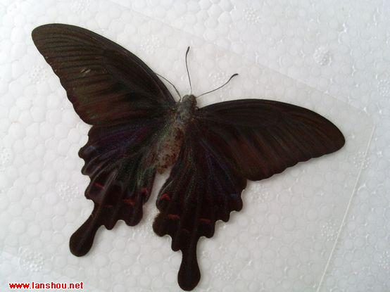 http://m.omega3-ala.com/pics/default/download/23bb4ec53a8c618a9ef0e86cf1f9079b.jpg