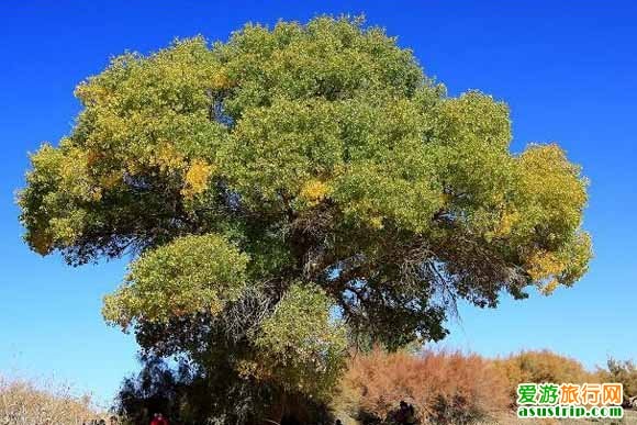 http://m.omega3-ala.com/pics/default/download/276f7315f4ea34ed293f7db7fc23c2ac.jpg