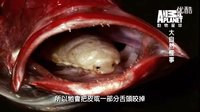 76_《大自然怪事》魚的嘴里有寄生蟲_吞噬魚的舌頭變成活生生蟲蟲舌頭