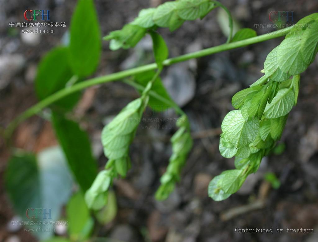 http://m.omega3-ala.com/pics/default/download/2a8861c6b1b95348d4bb1797cde73856.jpg