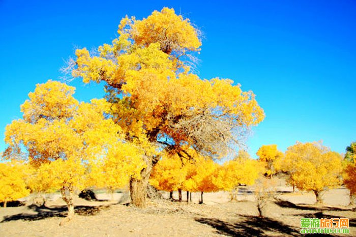 http://m.omega3-ala.com/pics/default/download/3211ed2c2a613ec40dcba87993350a92.jpg