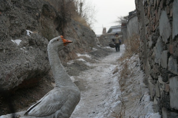 http://m.omega3-ala.com/pics/default/download/3370c37c50ee7dfada85b92b779b0992.jpg