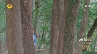 山海經(jīng)之赤影傳說 TV版 《山海經(jīng)之赤影傳說》心月狐自信boy打賭奪愛 蘇茉要移情別戀？！