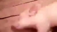 媽媽總說我睡的跟死豬一樣，是不是就這樣？