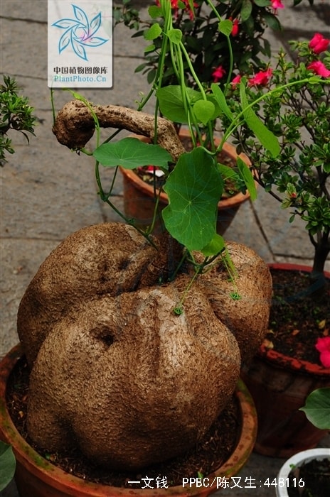 http://m.omega3-ala.com/pics/default/download/4acfd1530f44e093759eef25fb2768c8.jpg