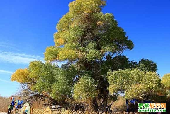 http://m.omega3-ala.com/pics/default/download/5477d826f05c5a49664a40ad7d1fae2e.jpg
