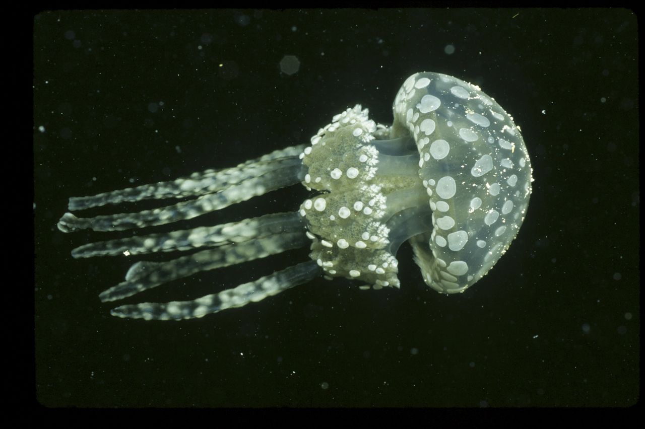 http://m.omega3-ala.com/pics/default/download/55504144a31e81ee5e05ee4e8a60fd59.jpg