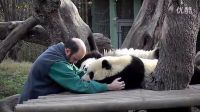 中國大熊貓?jiān)隈R德里動(dòng)物園_高清