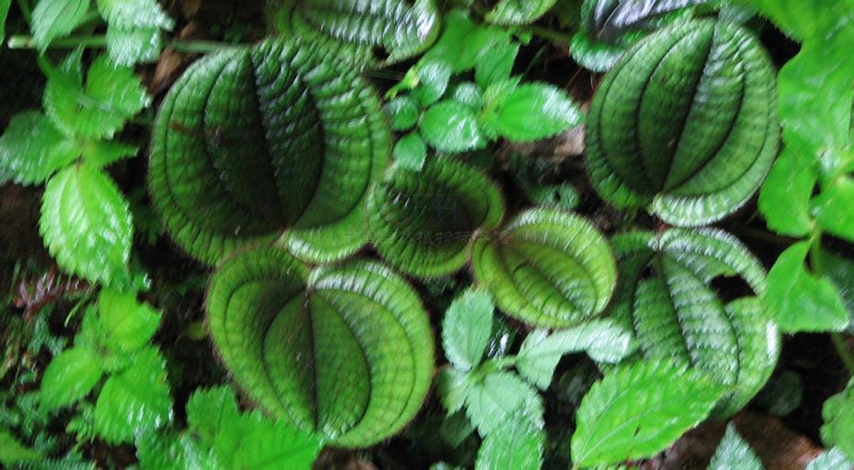 http://m.omega3-ala.com/pics/default/download/60d5eea1ed0f98366cde6f23c60bd9fe.jpg