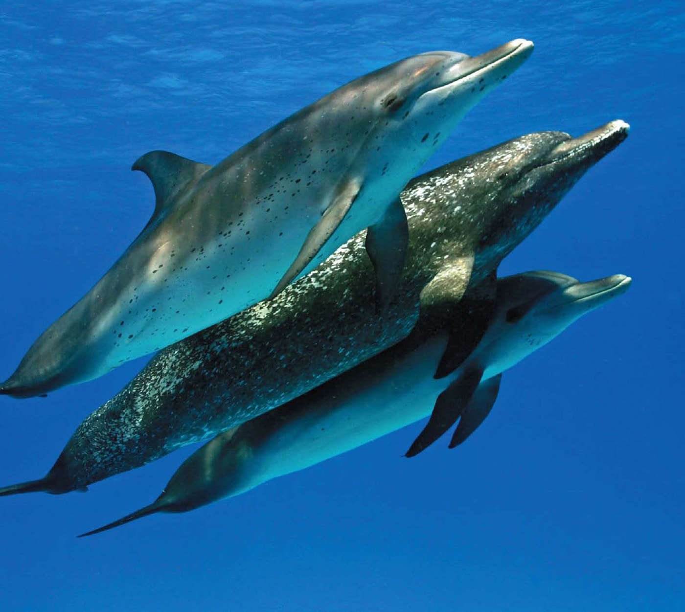http://m.omega3-ala.com/pics/default/download/681087f8c867c195e084ab9707e15436.jpg