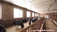 哈日嘎海”努力打造中國(guó)北方綠色豬肉知名品牌(2016年新版）