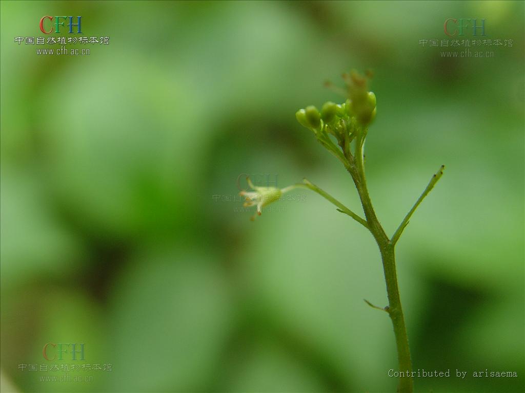 http://m.omega3-ala.com/pics/default/download/7154a22fc66343f5799236e1bafe925b.jpg