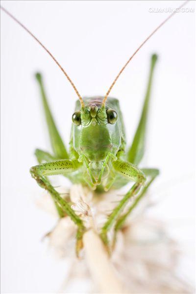 http://m.omega3-ala.com/pics/default/download/7647622b13b87a87821527799de26a6d.jpg