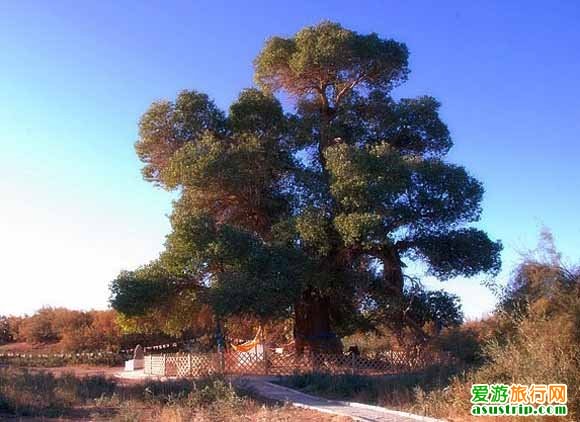 http://m.omega3-ala.com/pics/default/download/782dbaba329c567892c10b8795705de2.jpg