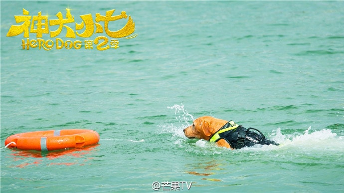 神犬小七第二季未刪減版 萌寵劇照