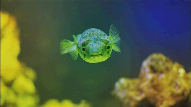 http://m.omega3-ala.com/pics/default/download/827824bb3ad400db6f683e95fa1f0b64.jpg
