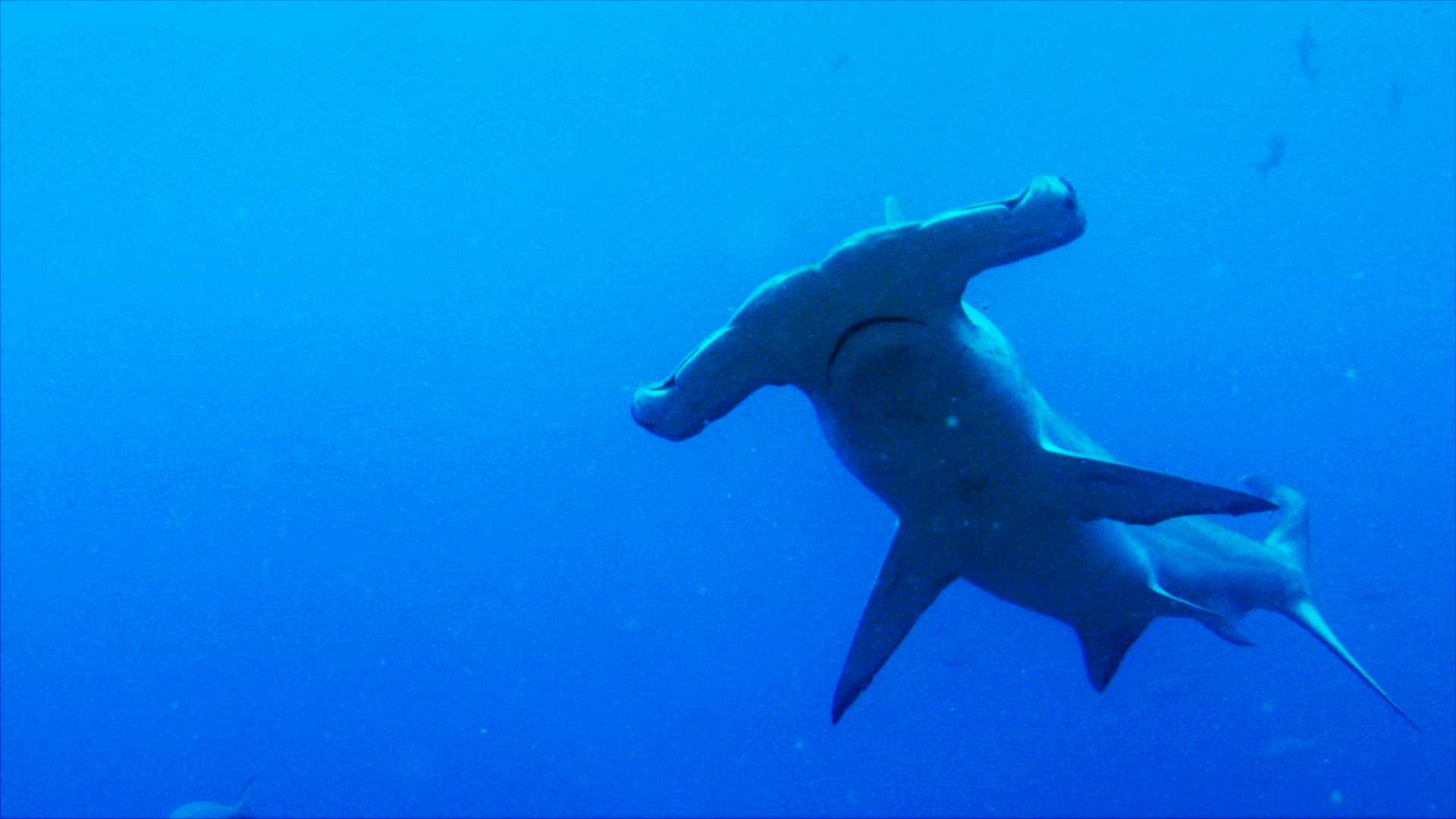 http://m.omega3-ala.com/pics/default/download/82d8d919594a3e08715b1bec15967498.jpg