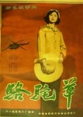駱駝草