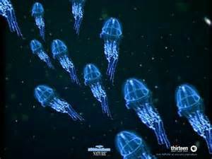 http://m.omega3-ala.com/pics/default/download/843bf35f2d61b21442526a31c942170a.jpg