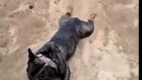 狗狗不想回家 就是想在土堆里挖出點什么來