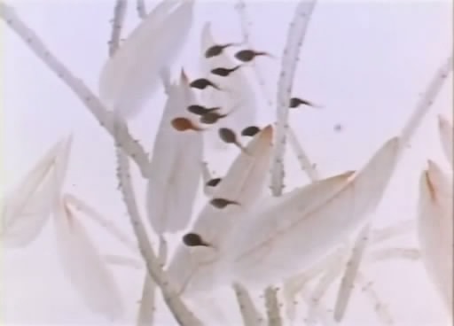 http://m.omega3-ala.com/pics/default/download/8800fd14c17b94d1b8330b2f324476a6.jpg