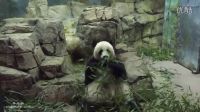 外國大熊貓?jiān)趧?dòng)物園里安安靜靜的吃竹子