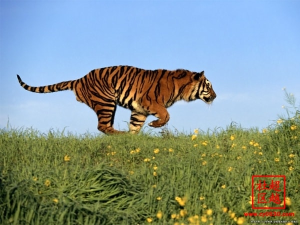 http://m.omega3-ala.com/pics/default/download/8d7b4971a33c394a9b5955af2c904be4.jpg