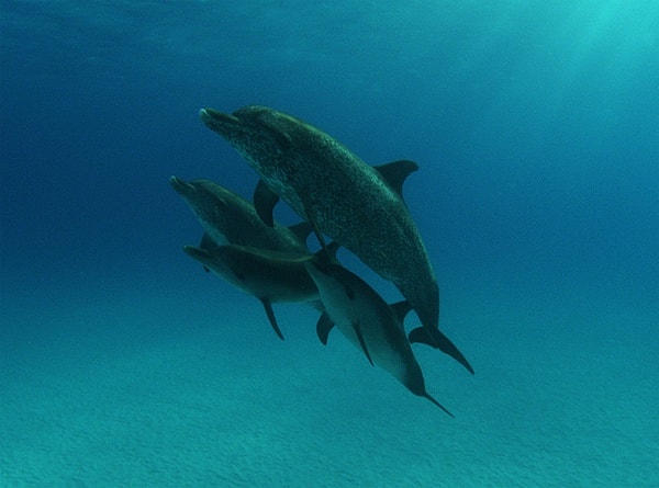 http://m.omega3-ala.com/pics/default/download/935860432be845488b11962589eee341.jpg