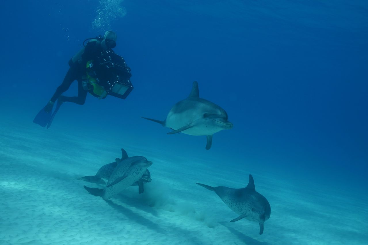 http://m.omega3-ala.com/pics/default/download/9781163a89cba81b313b89fb5125f14b.jpg