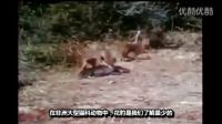 豺狗想偷花豹食物，一不留神被花豹瞬間秒殺