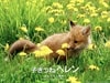 http://m.omega3-ala.com/pics/default/download/98354a34bbe8194223344671417fcf38.jpg