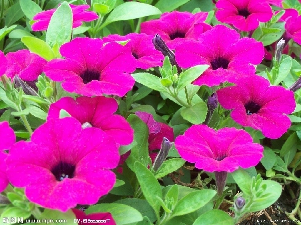 http://m.omega3-ala.com/pics/default/download/9ad9e6959ff7814b519ccc2163e13f03.jpg