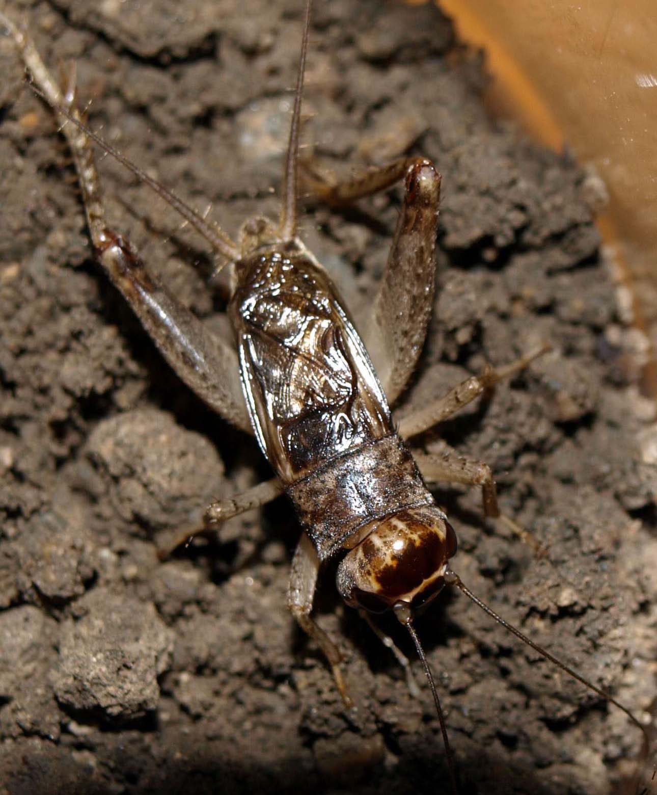 http://m.omega3-ala.com/pics/default/download/9d1f06c1ba38bc59f171d5e1bffa150c.jpg