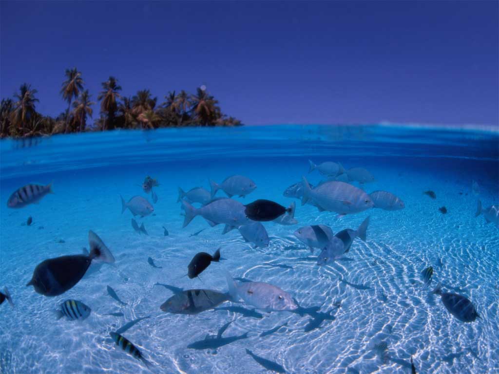 http://m.omega3-ala.com/pics/default/download/a0e986adc9e38e828f9ba53b229c00de.jpg