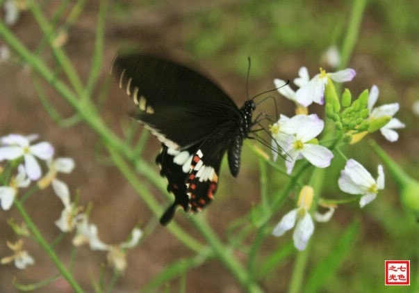 http://m.omega3-ala.com/pics/default/download/a1bf84f250d277776f423bc27e52e6e0.jpg
