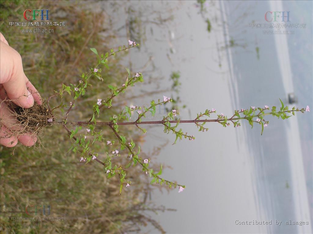 http://m.omega3-ala.com/pics/default/download/a8c52c9c5fad8309e5d2a6f01423d9dc.jpg