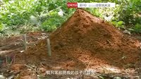 廣東衛視《尋你到天涯》全國首輪獨播