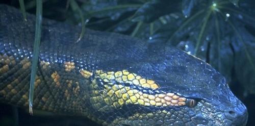http://m.omega3-ala.com/pics/default/download/b8acd6cc5d915f1cdfdcca8f4b9ea650.jpg