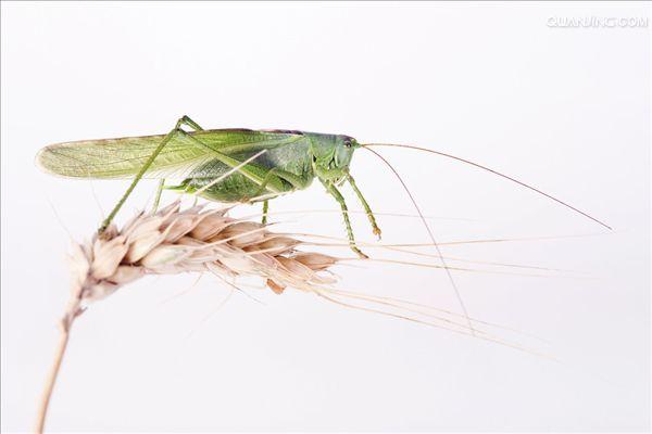 http://m.omega3-ala.com/pics/default/download/b8f49ee69993f6fb4f34b56c24a11b72.jpg