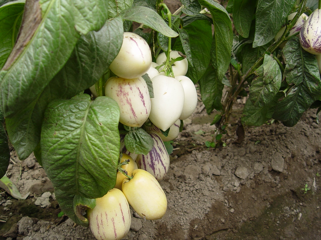 http://m.omega3-ala.com/pics/default/download/bf0ebe2450c2a33d70b4042ffd0c88ab.jpg
