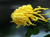http://m.omega3-ala.com/pics/default/download/c17b22c12a0d4d783ef261986564a680.jpg