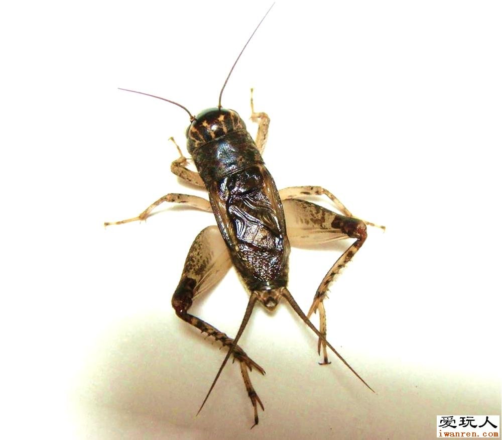 http://m.omega3-ala.com/pics/default/download/c2e88aa31aa4a61c6d0fa256f9e9d554.jpg