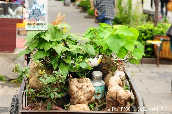 http://m.omega3-ala.com/pics/default/download/c8ec84bdb7af530f0bfaa3a7ae116f0d.jpg