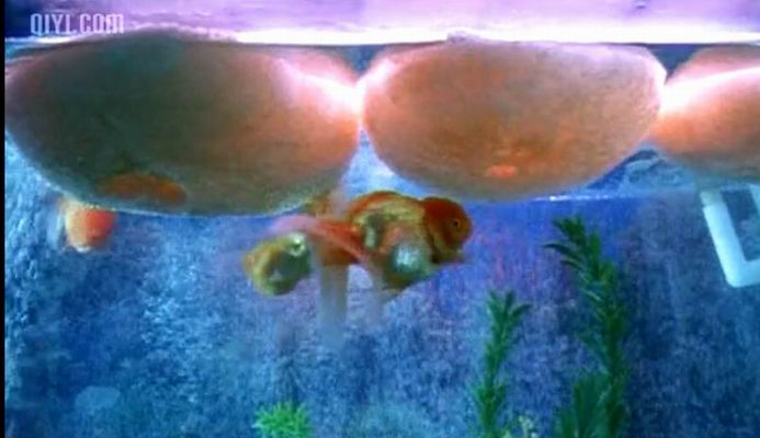 http://m.omega3-ala.com/pics/default/download/cc27f92ba24b9e4eb4638677f8f0e1a4.jpg
